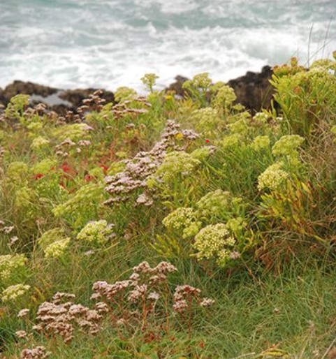 plantes médicinales